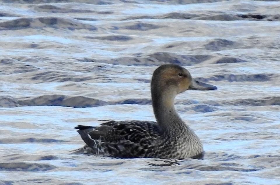 Northern Pintail - Line Tremblay