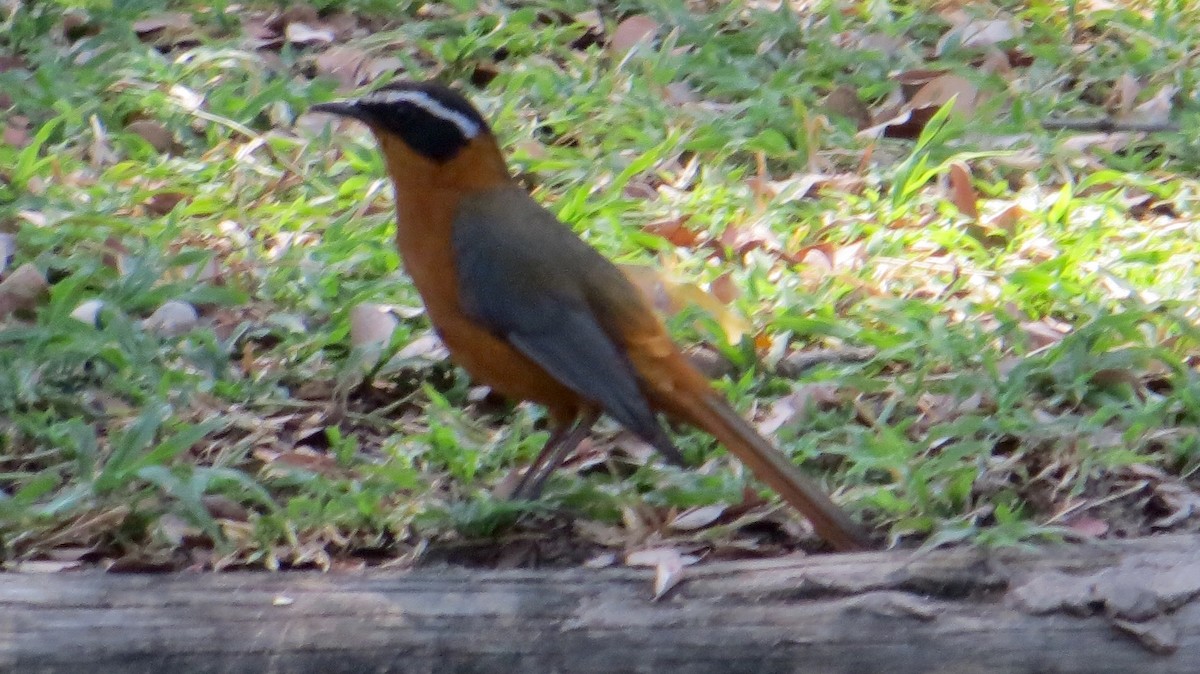 White-browed Robin-Chat - ML71706411
