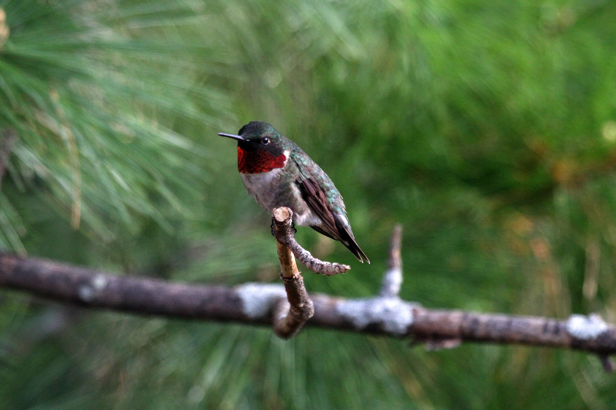 Ruby-throated Hummingbird - Eduardo Soler