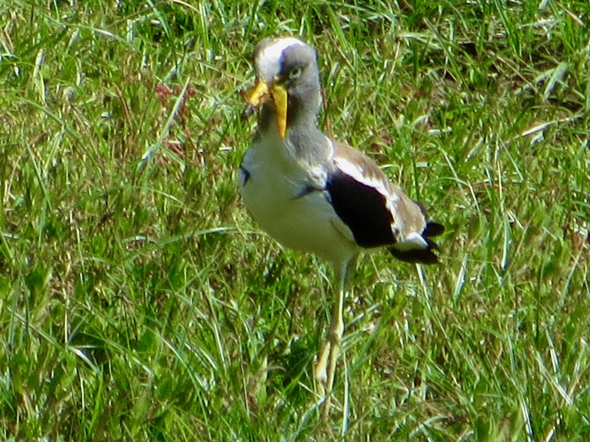 White-crowned Lapwing - James Reveley