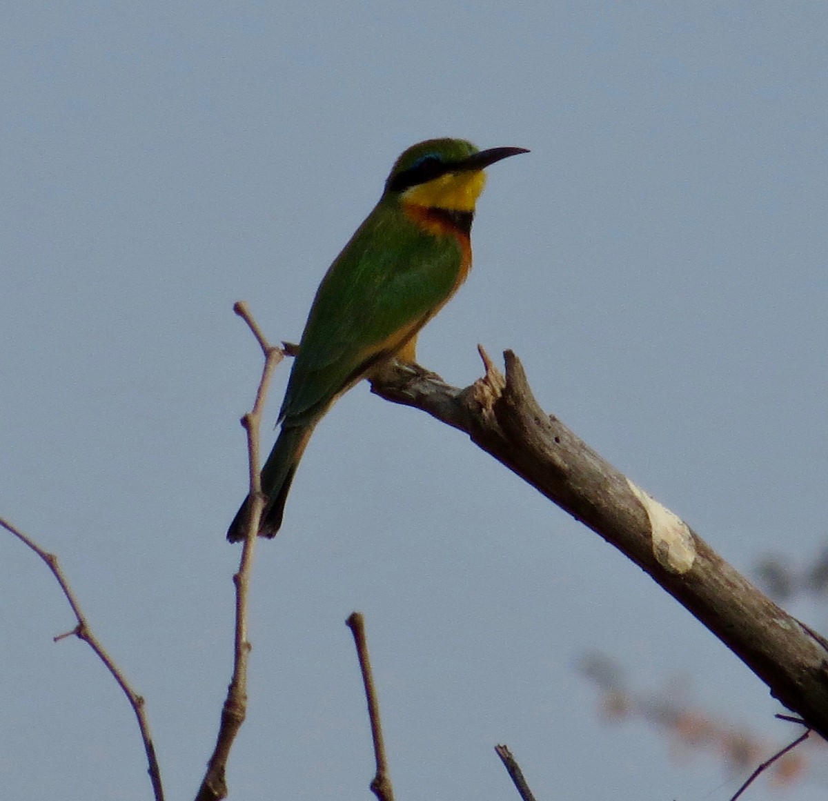 Little Bee-eater - ML71707871