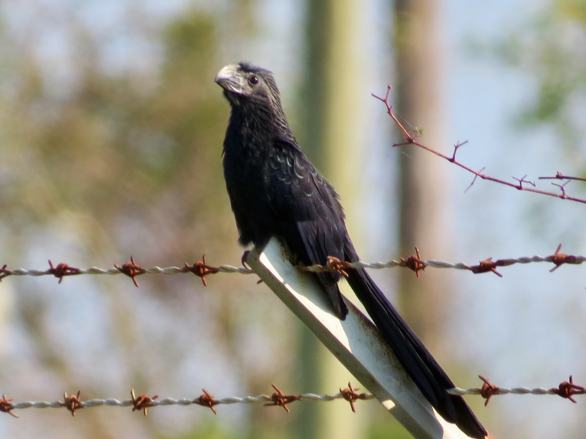 Groove-billed Ani - Holly Cox