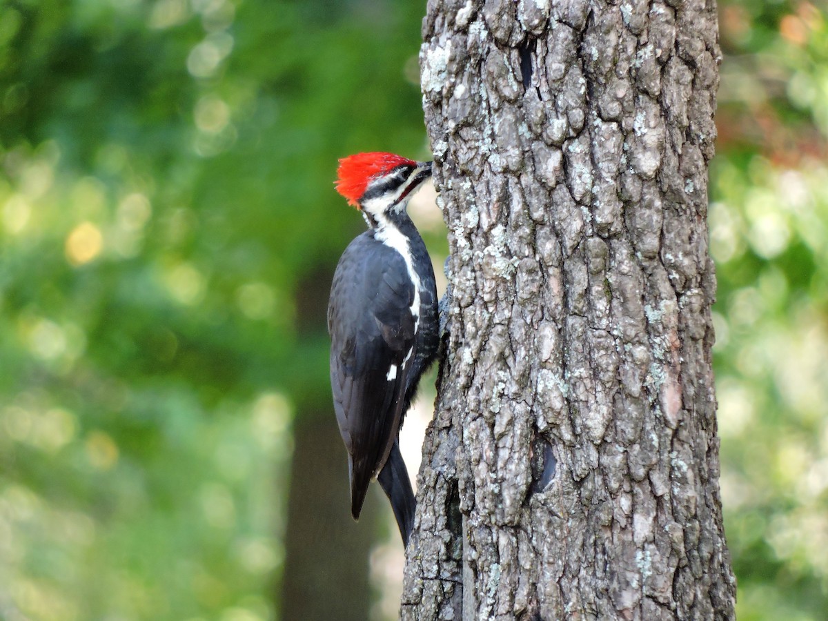 Pileated Woodpecker - ML71709751
