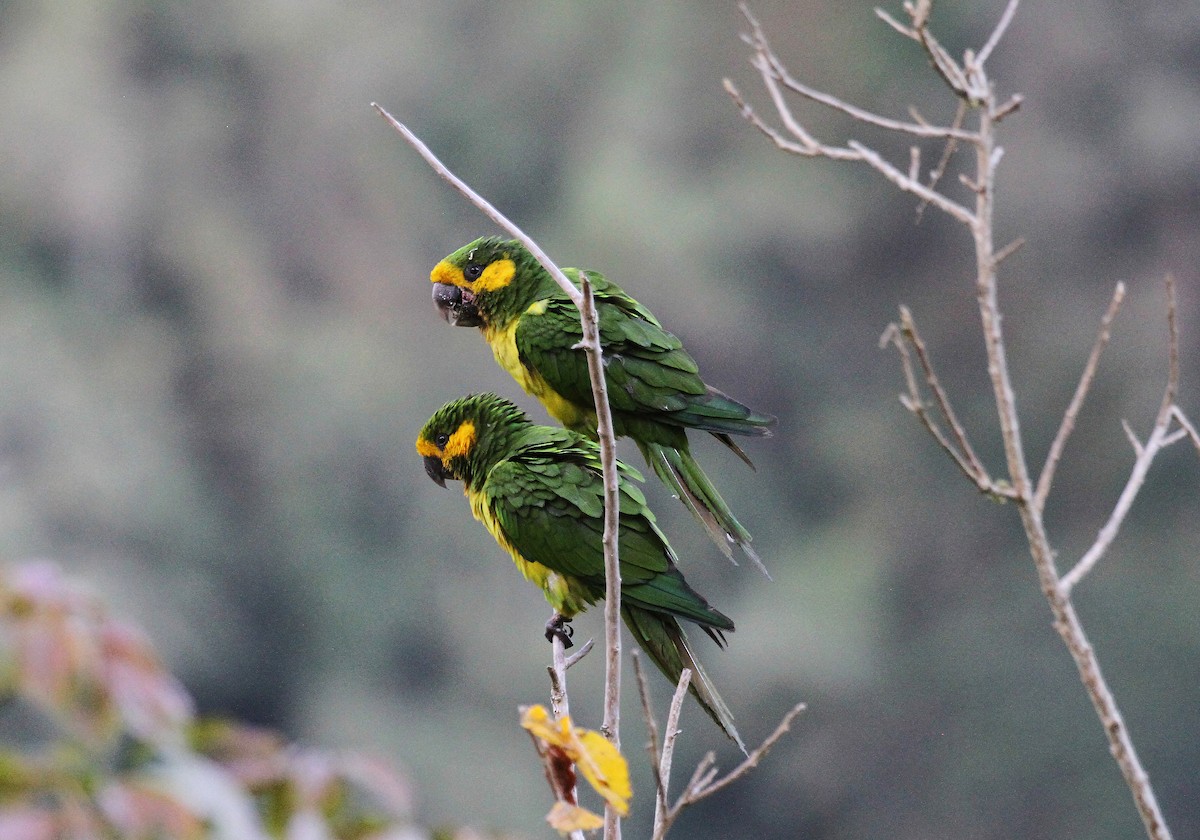 Yellow-eared Parrot - ML717108