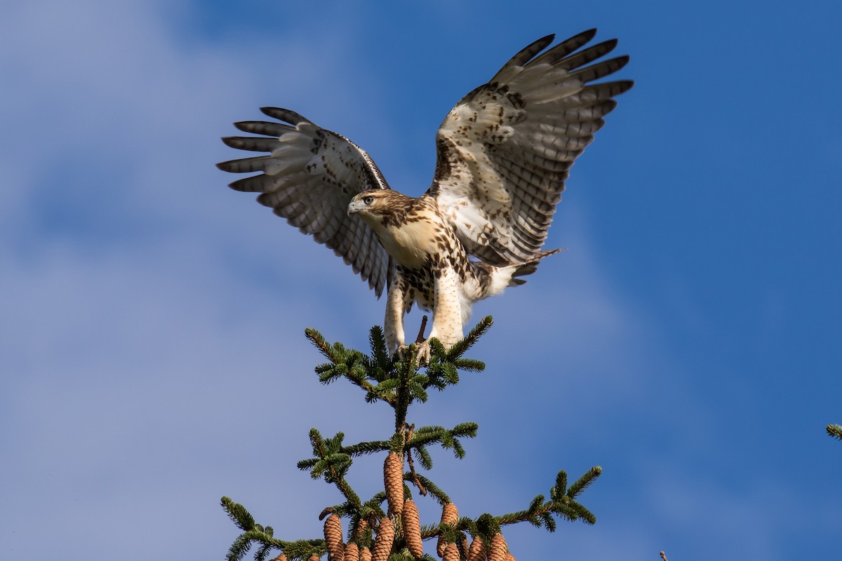 Red-tailed Hawk - Chris S. Wood