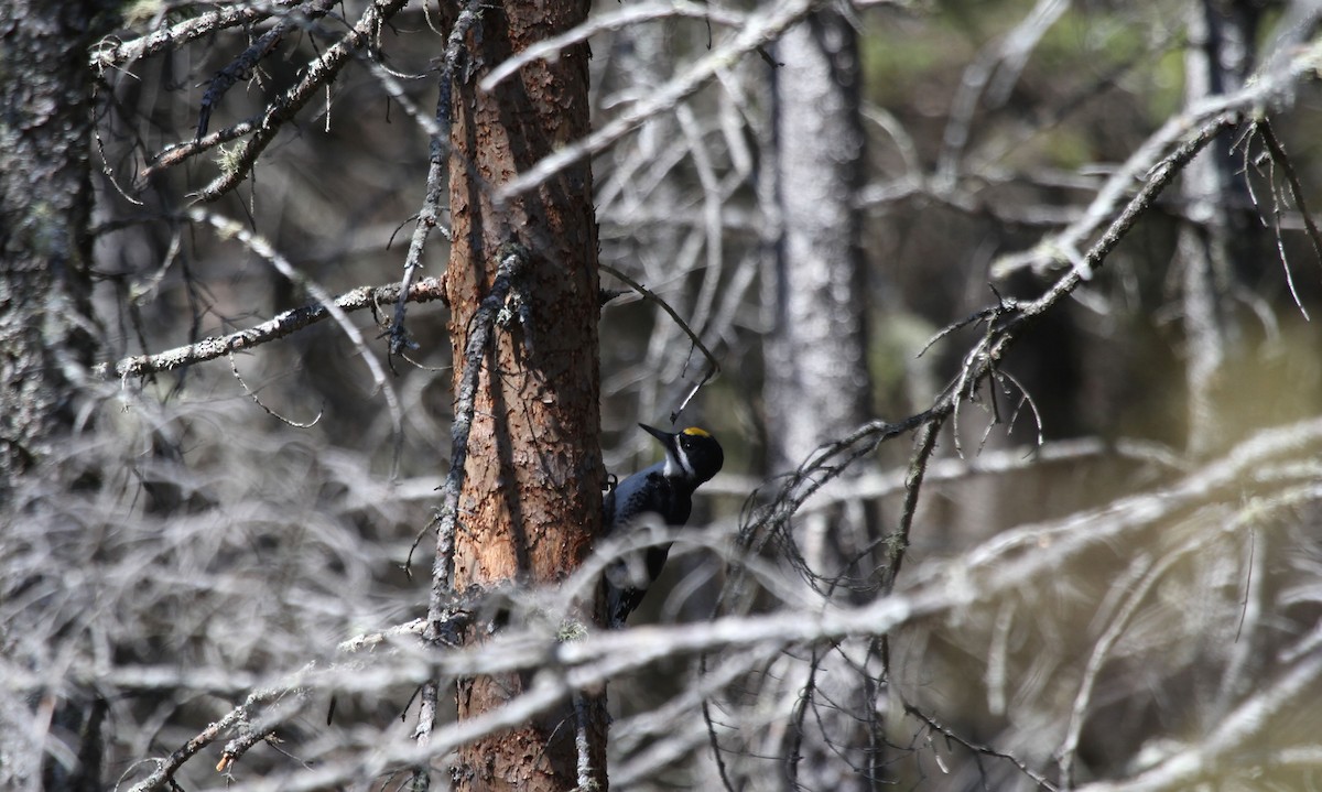 Black-backed Woodpecker - ML717136