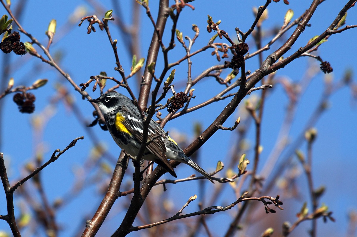 Yellow-rumped Warbler (Myrtle) - Eduardo Soler