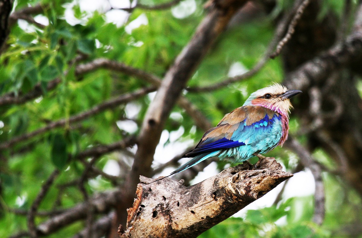 Lilac-breasted Roller (Lilac-breasted) - Eduardo Soler