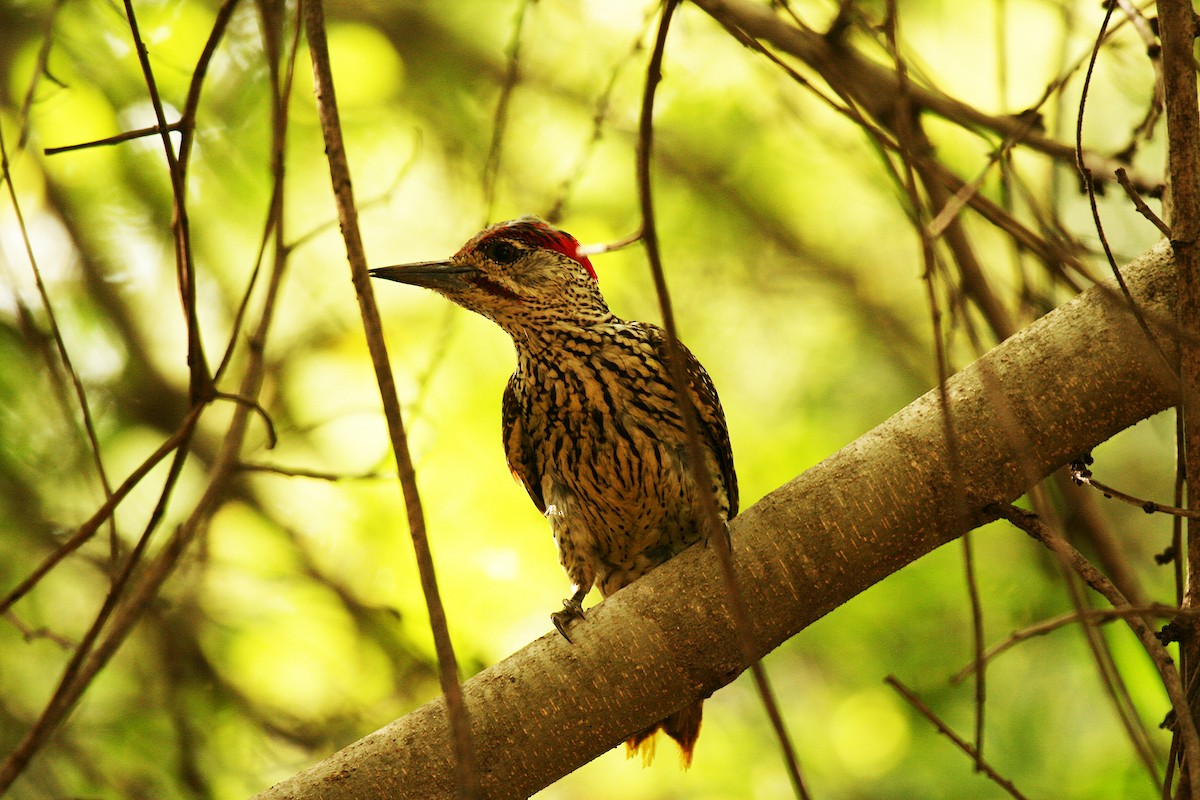 Golden-tailed Woodpecker (Golden-tailed) - Eduardo Soler