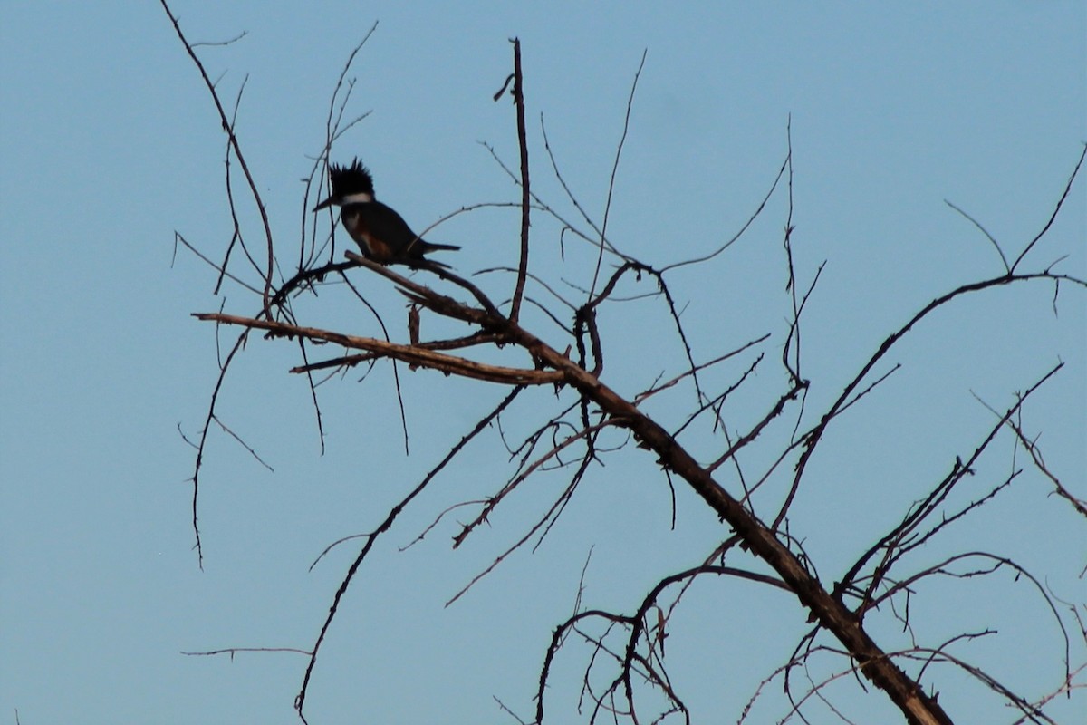 Belted Kingfisher - ML71720611
