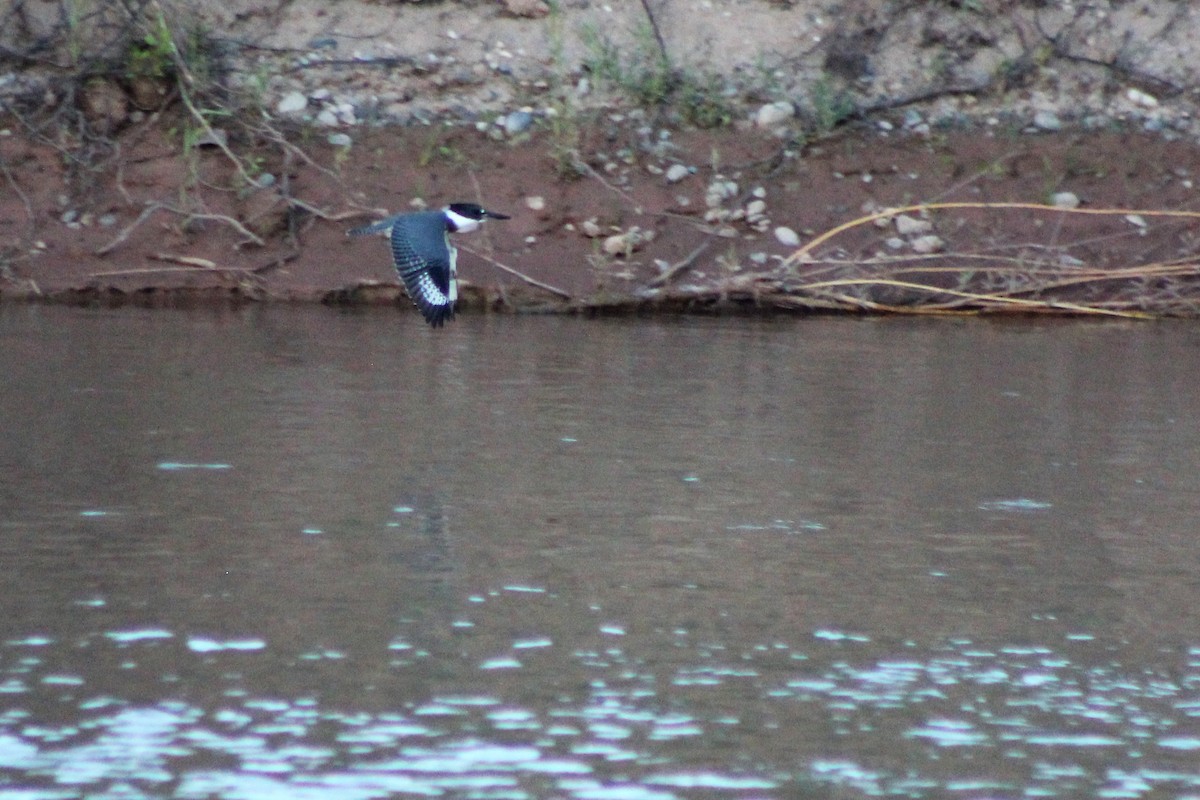 Belted Kingfisher - ML71720691