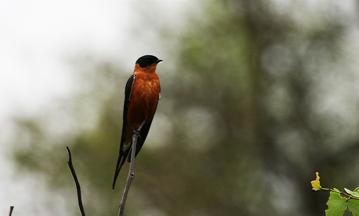 Rufous-chested Swallow - ML717240