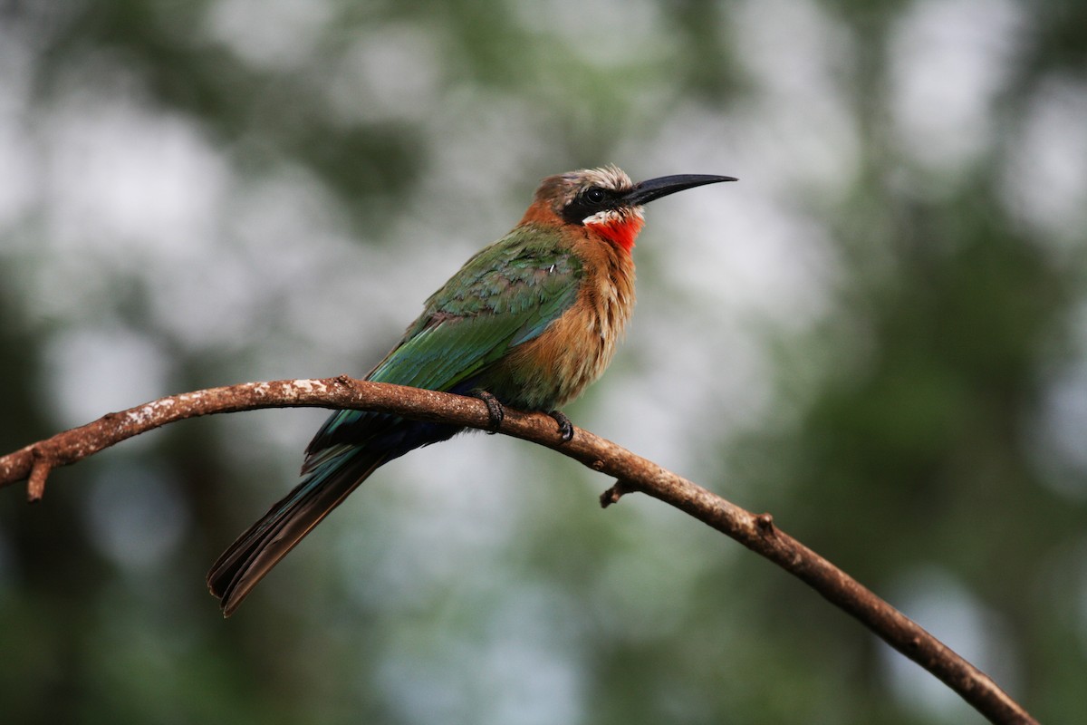 White-fronted Bee-eater - ML717249