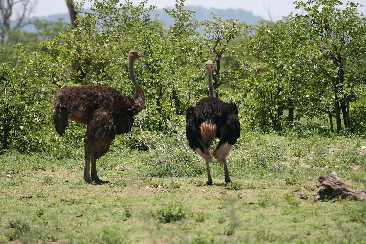 Common Ostrich - ML717276