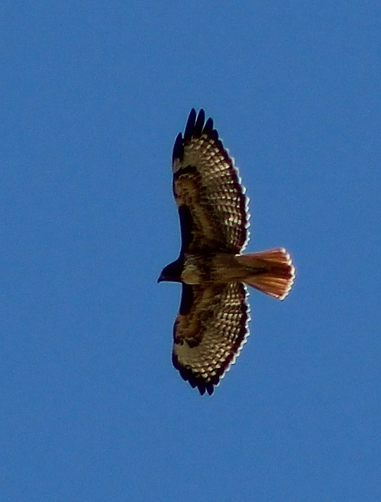 Red-tailed Hawk - ML71727881