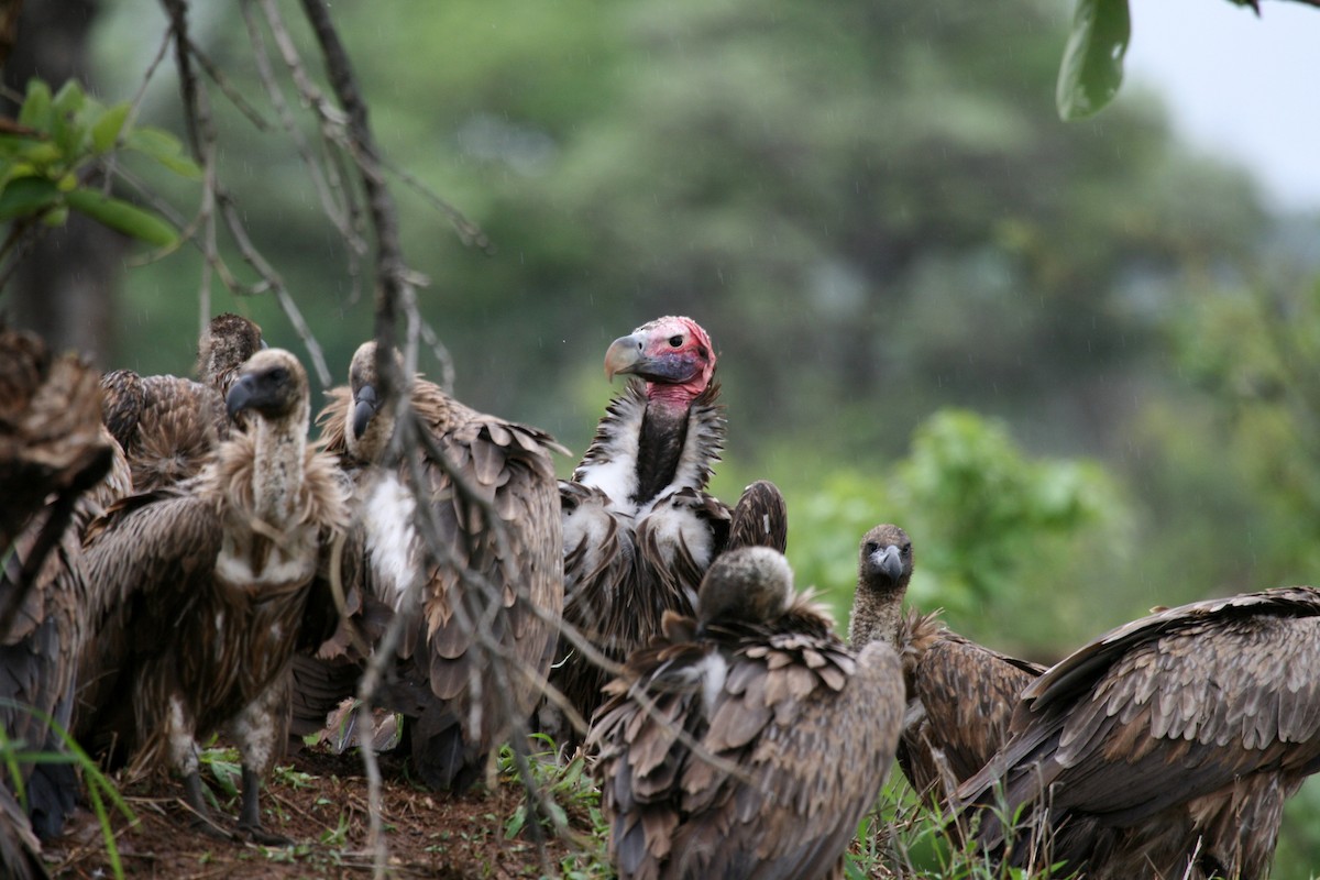 Lappet-faced Vulture - ML717280