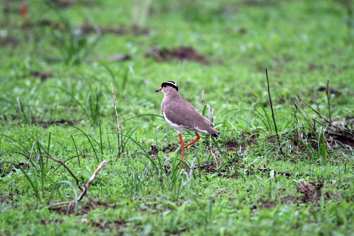 Crowned Lapwing - ML717290