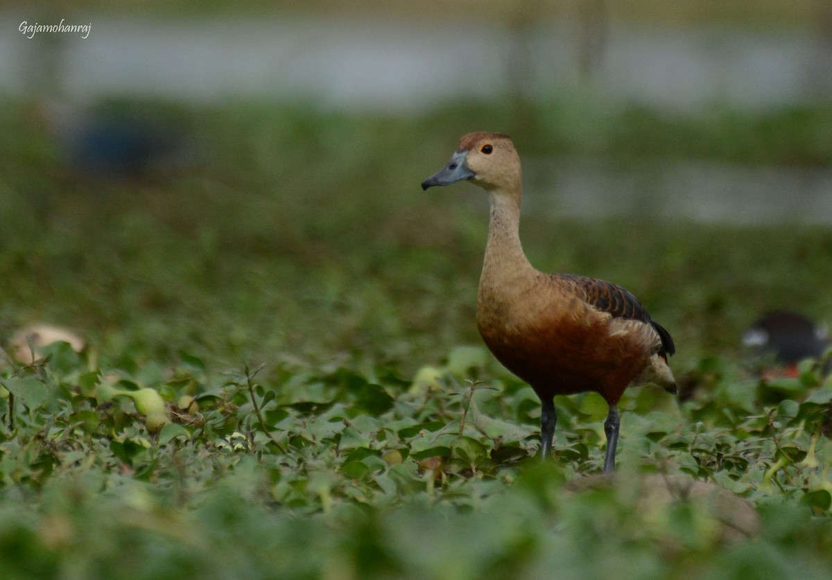 Lesser Whistling-Duck - Gaja mohanraj