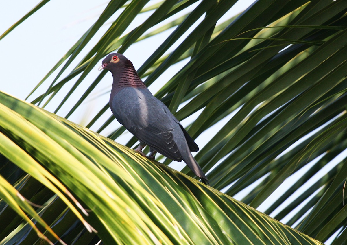 Scaly-naped Pigeon - ML717326