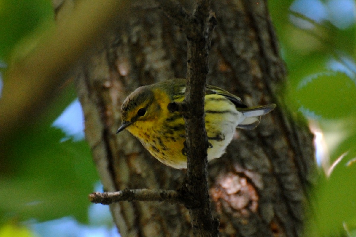 Cape May Warbler - ML71732861