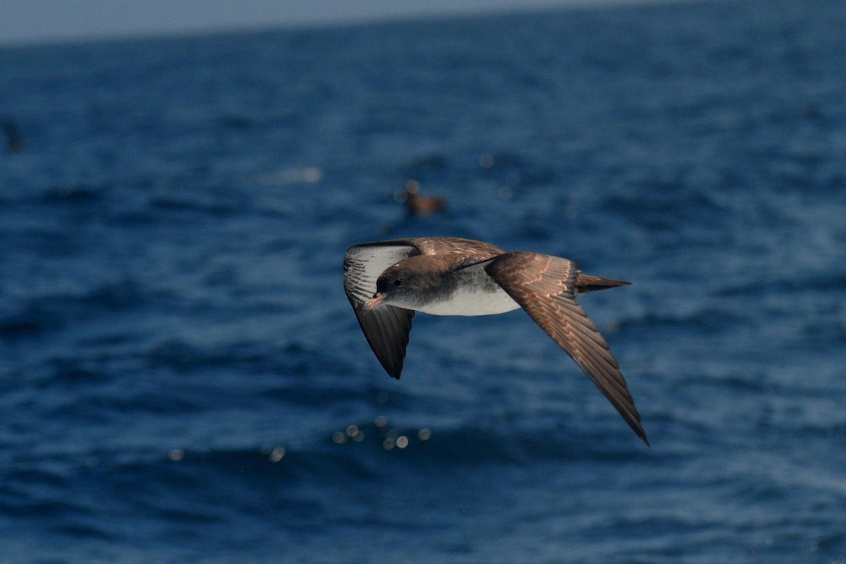Pink-footed Shearwater - ML71735291