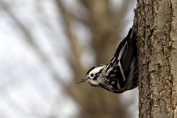 Black-and-white Warbler - ML71737291