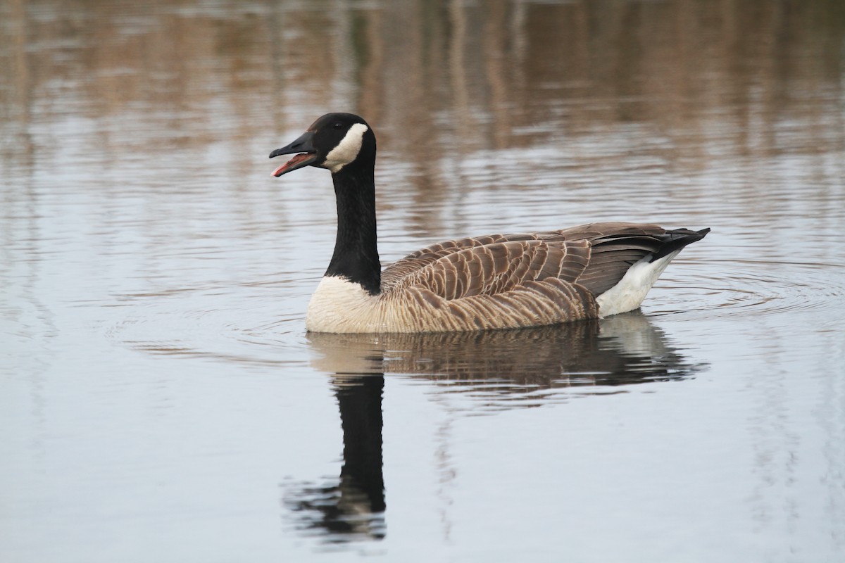 Canada Goose (canadensis Group) - ML717380