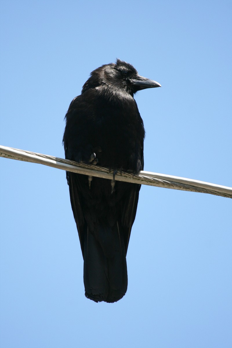 American Crow - ML717392