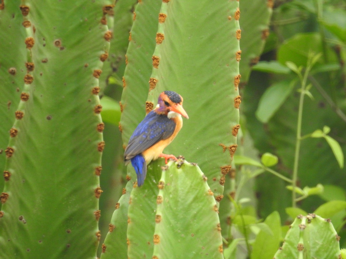 African Pygmy Kingfisher - Nick Hudson