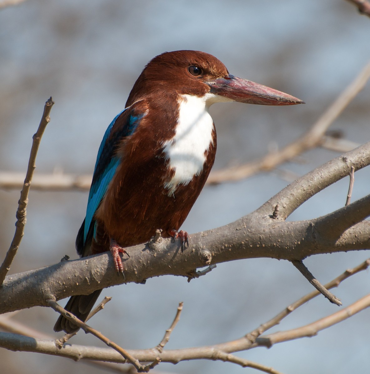 White-throated Kingfisher - Michael Bolte