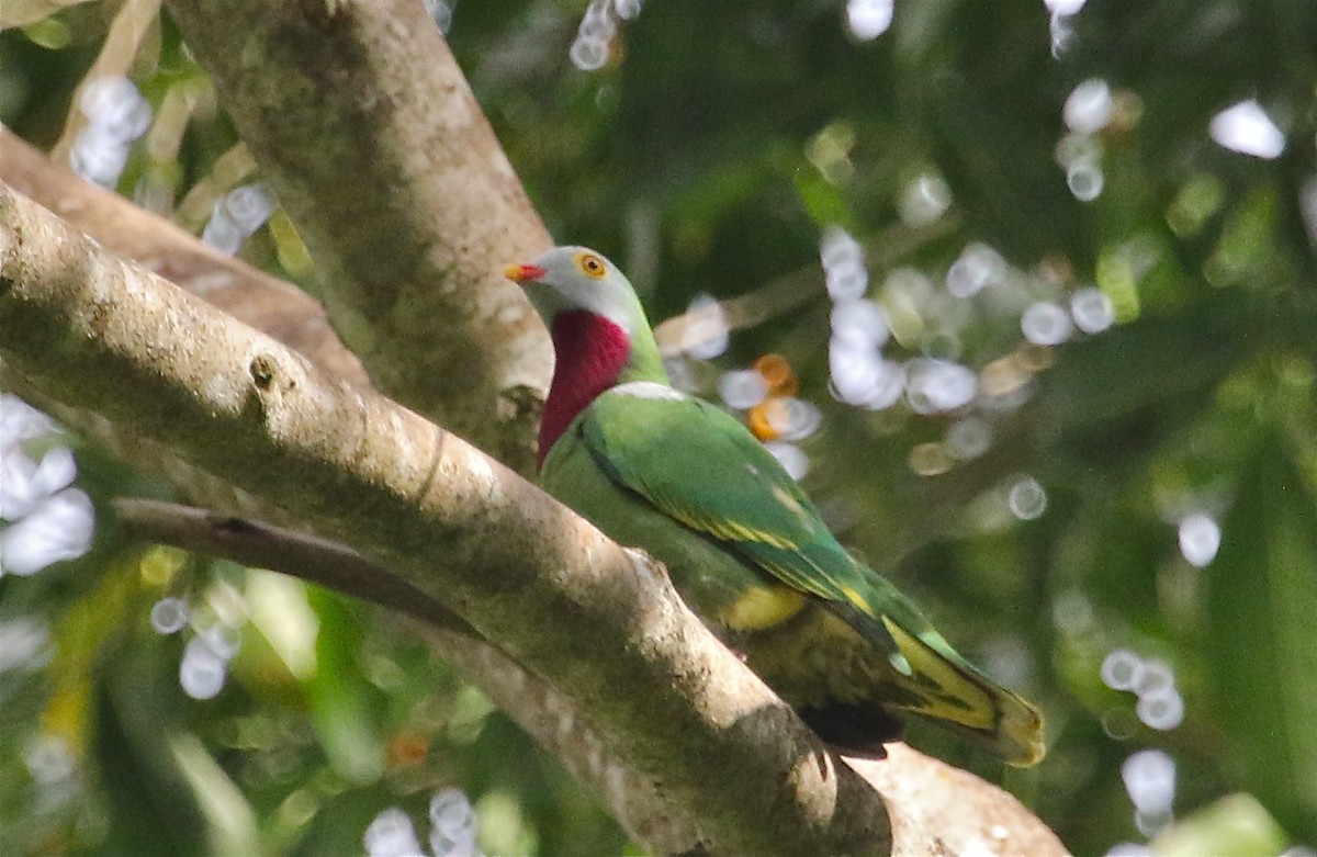 Claret-breasted Fruit-Dove - ML71739891