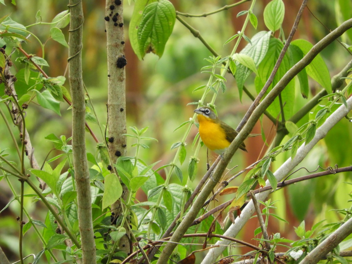 Yellow-breasted Chat - M. A. Noack