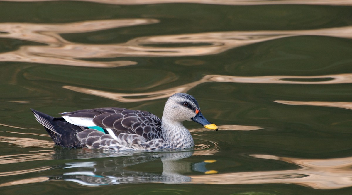 Indian Spot-billed Duck - ML71740701