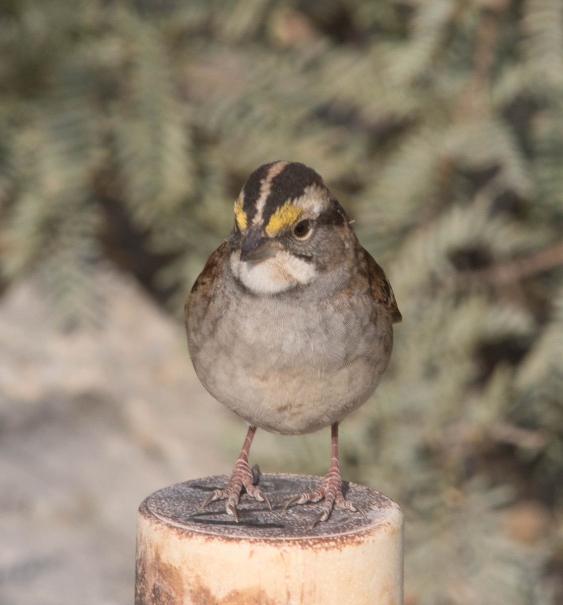 White-throated Sparrow - Bill Deppe