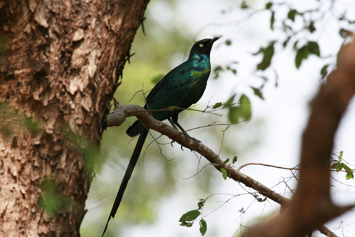 Long-tailed Glossy Starling - ML717430
