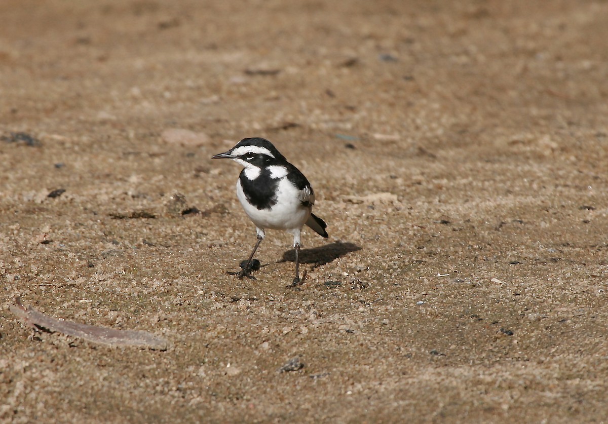 African Pied Wagtail - ML717433
