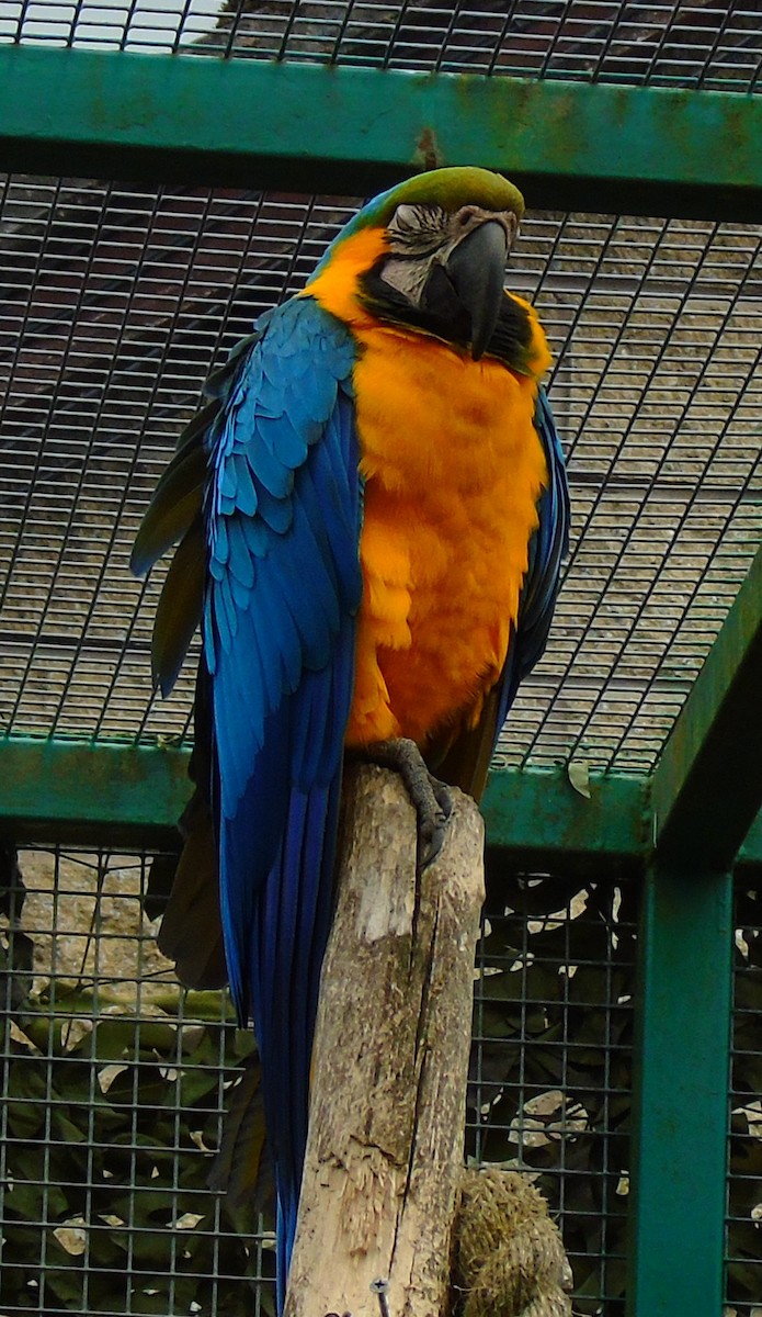 Blue-and-yellow Macaw - Lukasz Pulawski