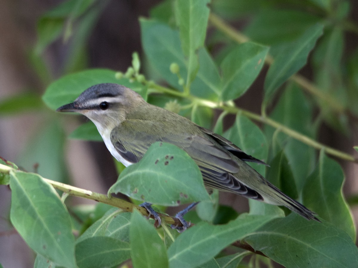 Red-eyed/Chivi Vireo - ML71744441