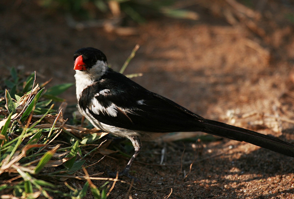 Pin-tailed Whydah - ML717448