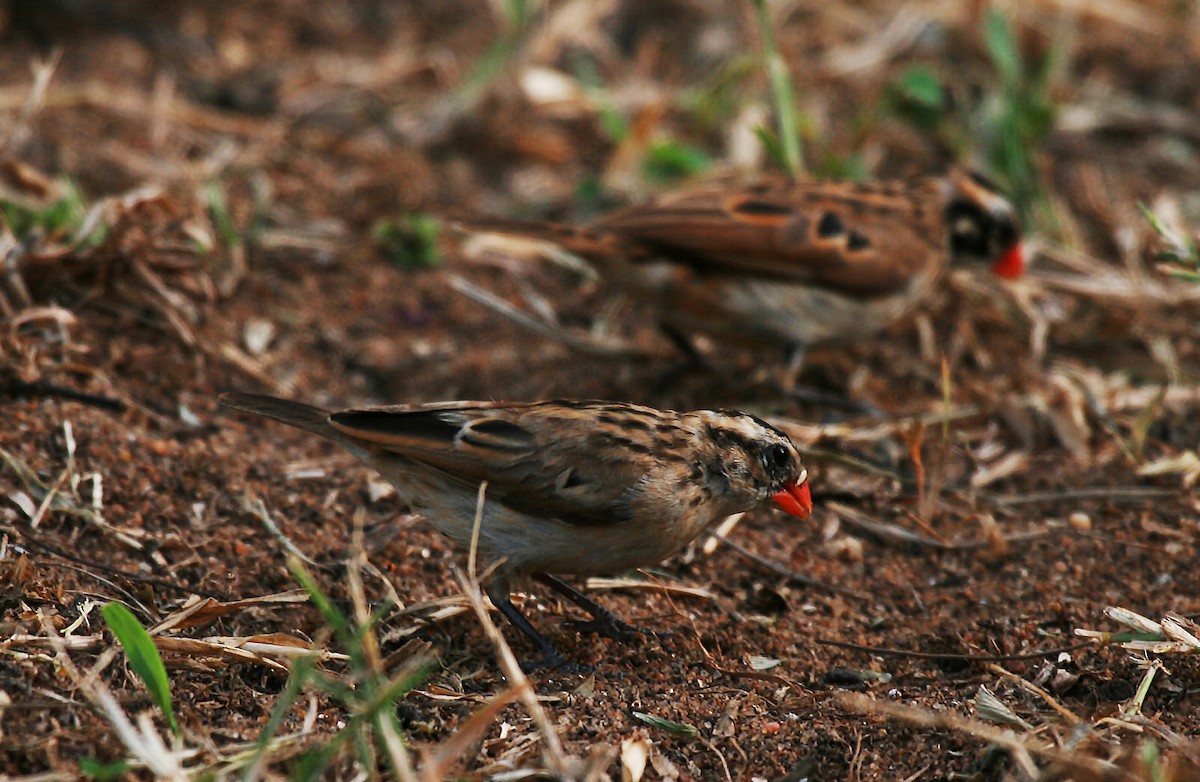 Pin-tailed Whydah - ML717449