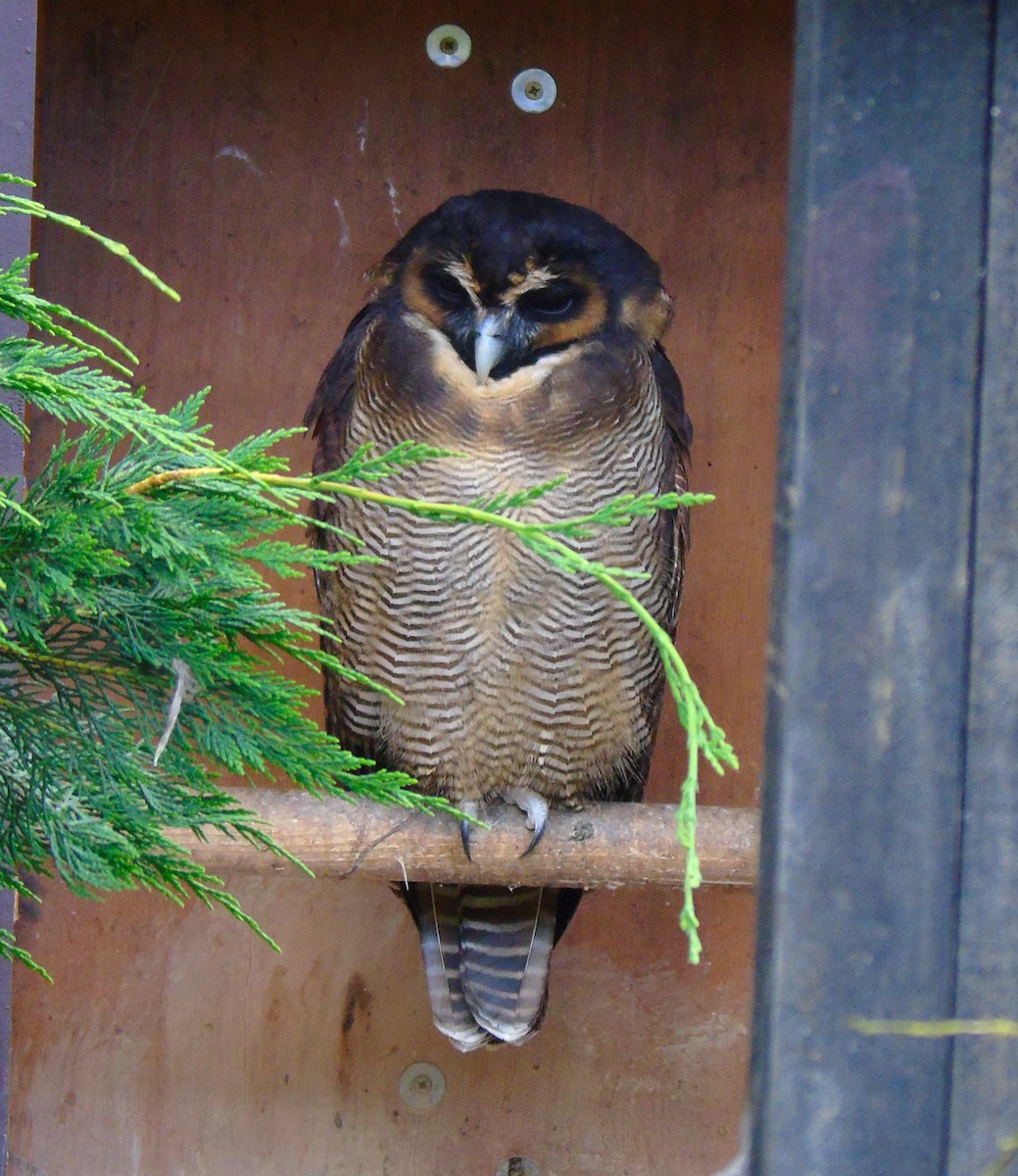 Brown Wood-Owl - Lukasz Pulawski