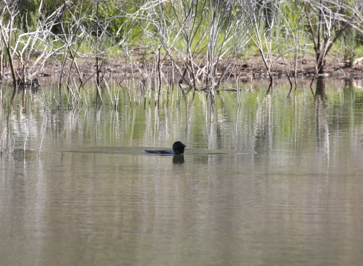 Musk Duck - Anonymous