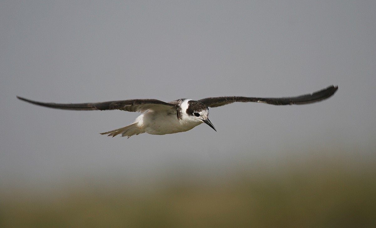 Black Tern (Eurasian) - Eduardo Soler