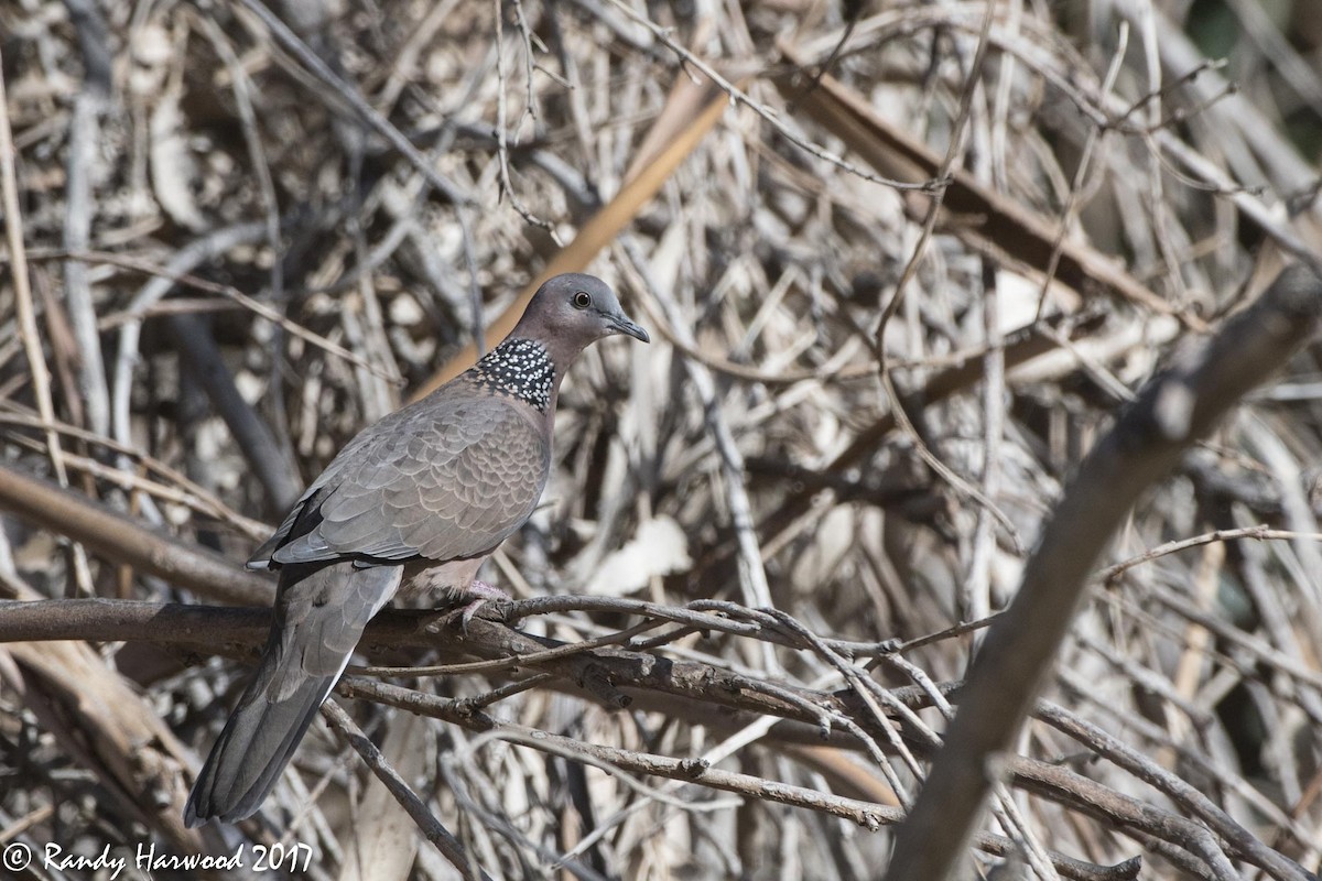 Spotted Dove - Randy Harwood