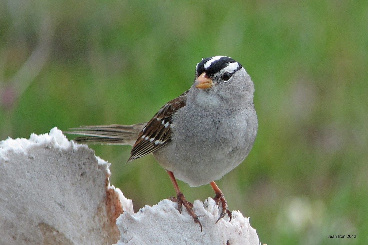 White-crowned Sparrow - Jean Iron