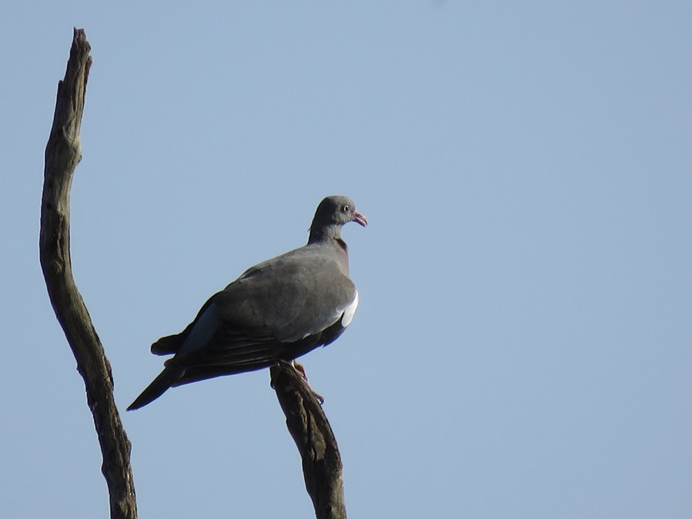 Common Wood-Pigeon (White-necked) - ML71752481