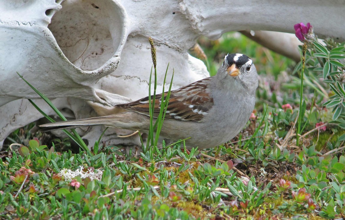 White-crowned Sparrow - ML71752871