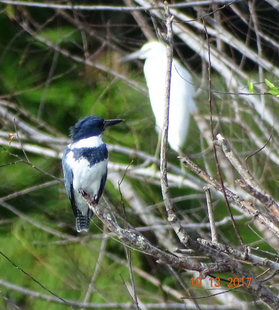 Belted Kingfisher - ML71753621