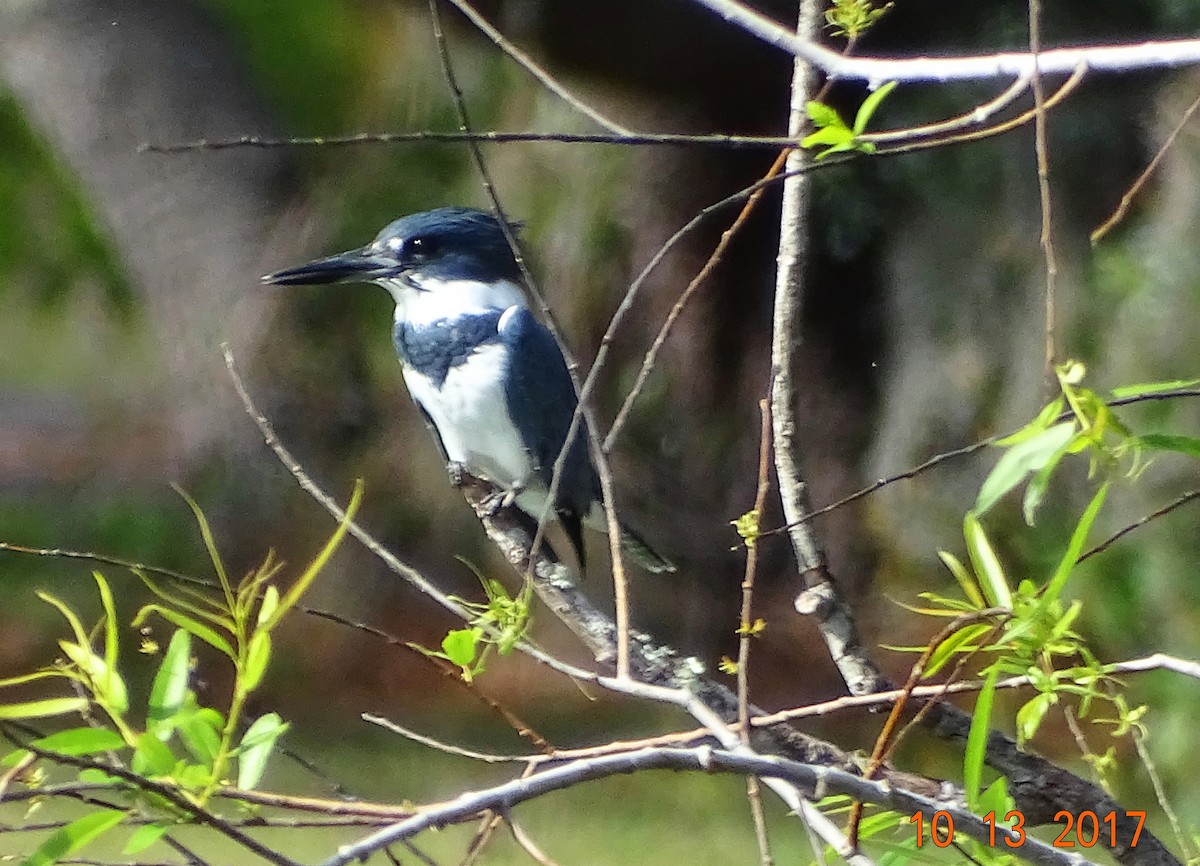 Belted Kingfisher - ML71753651