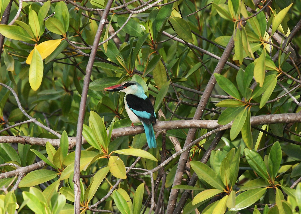Blue-breasted Kingfisher - ML717537